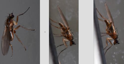 Lonchoptera sp.